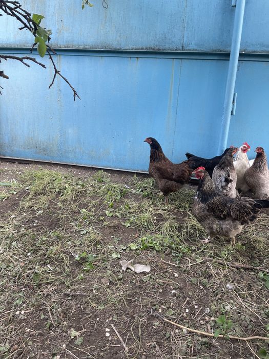 Продам домашних курей
