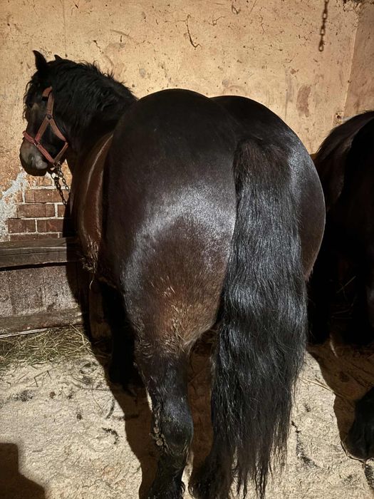 De vânzare mânz de un an și patru luni