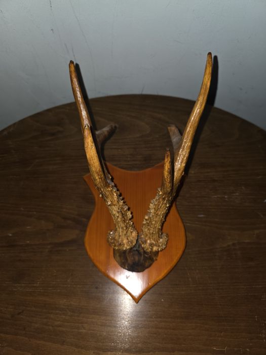 Panoplie coarne caprior