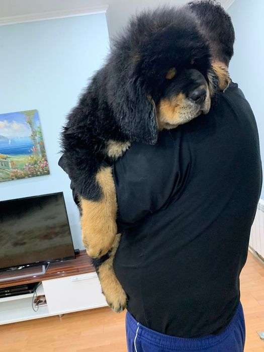 Тибетский мастиф на Вязку