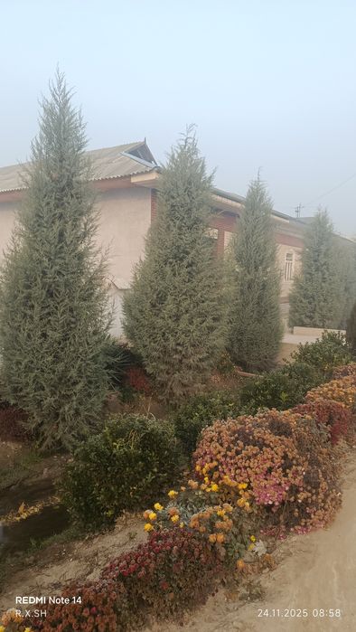 Arizoniniski keparis archa 7 yoshlik арезонский кепари арча 7 йошлик