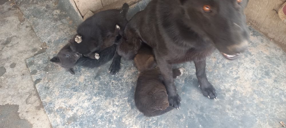 Продам щенков овчарки