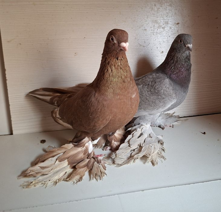 Голуби летноигровые