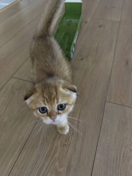 Кот.     кот        кот