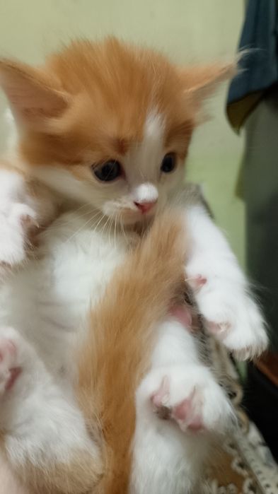 Отдам котят бесплатно