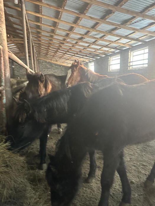 Продаются годовалые кобылки