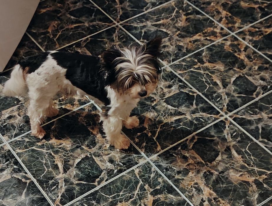 Прекрасен Бивер Йоркширски териер – търси нов дом