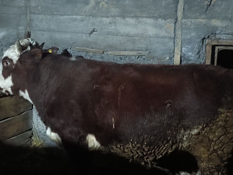 Бычки есть на продажу