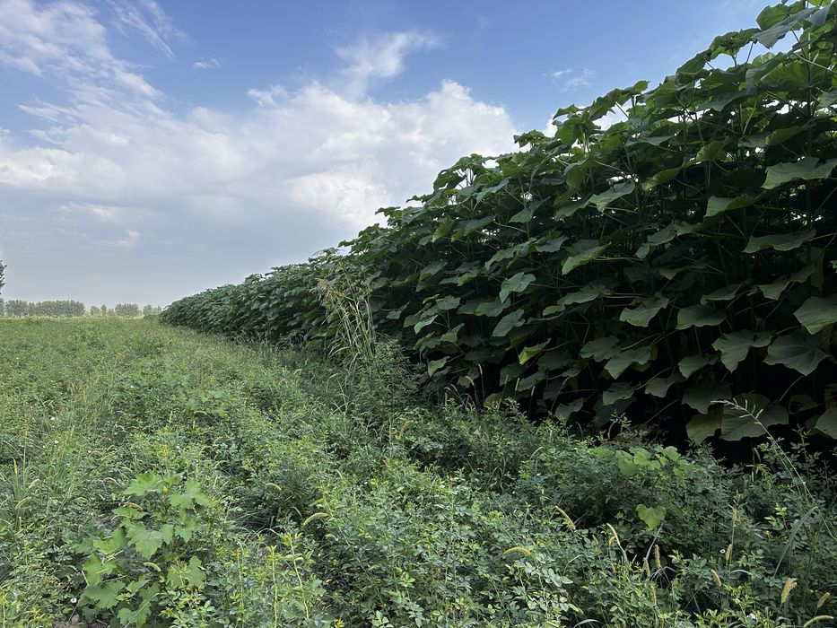 Павлония Pavlovniya bor