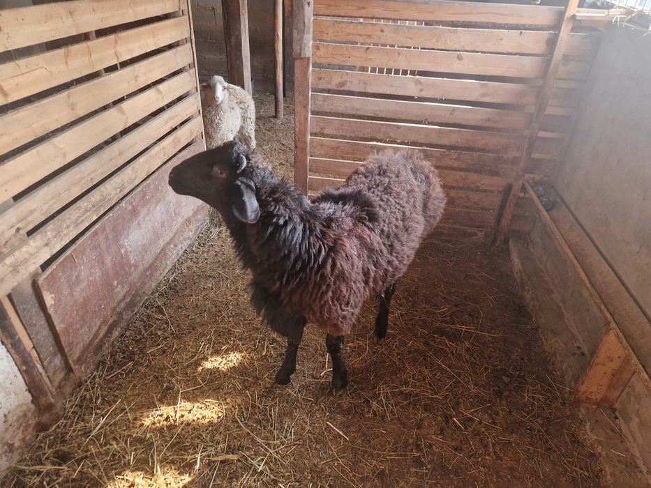 Қошқар Арашан гиссар