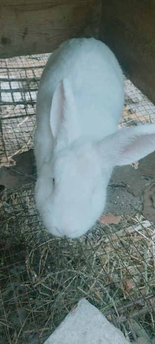 Quyon sotiladi vilikan