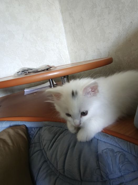 Отдам кота активный