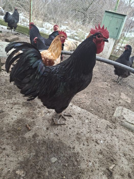 Cocoși de rasa de vanzare