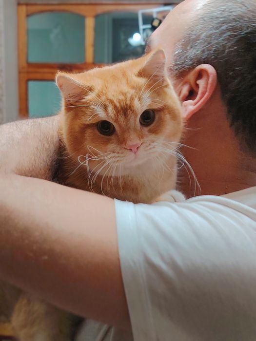 Британская шиншилла золотистая