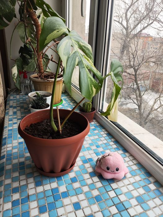 Продам монстеру Альба