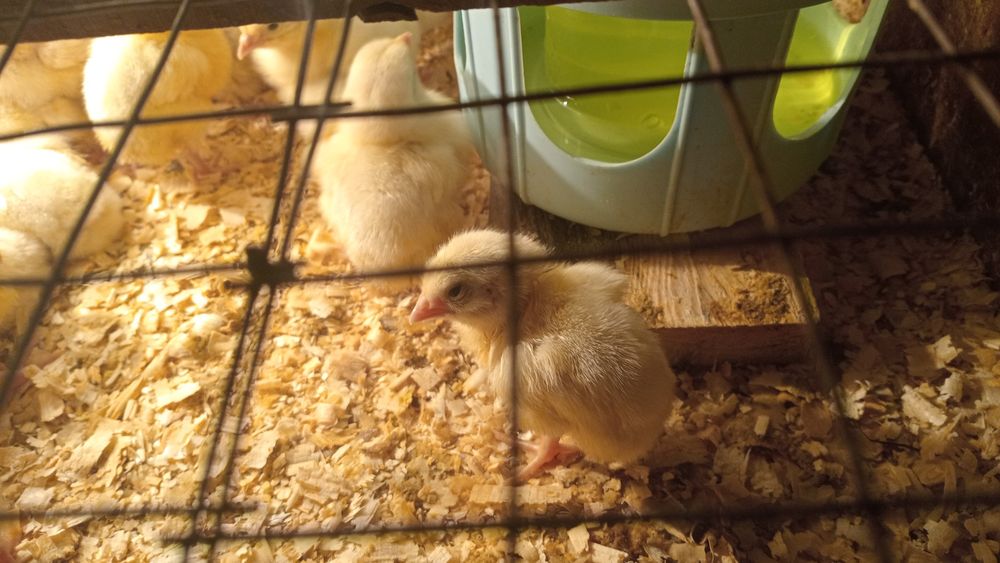 Цыплята бройлера