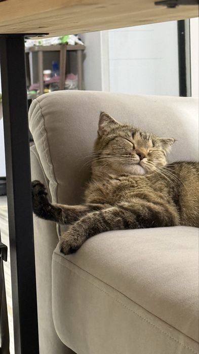 Породистая кошечка в добрые руки