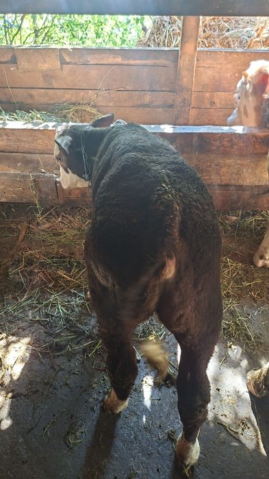 2 vitele angus metis