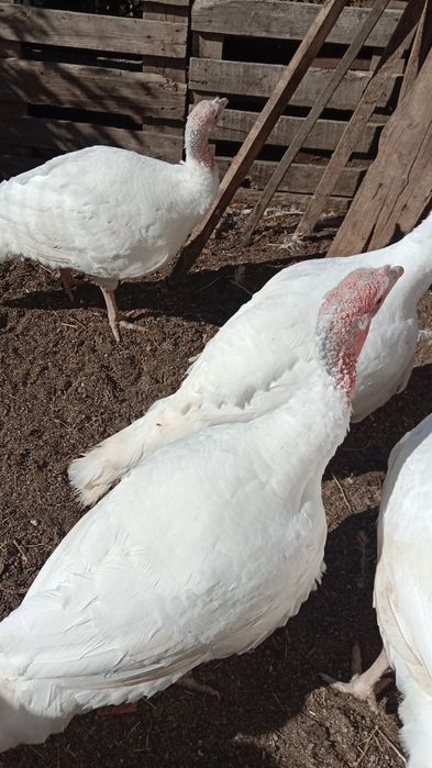 Индюктер сатылады.