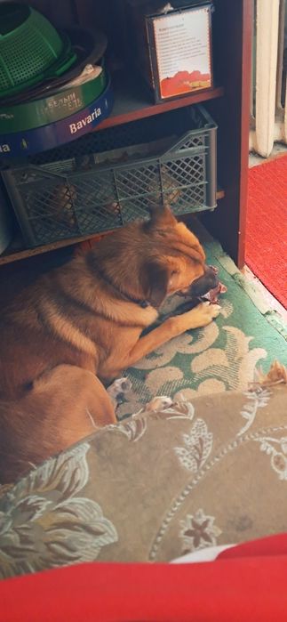 Домашние животные