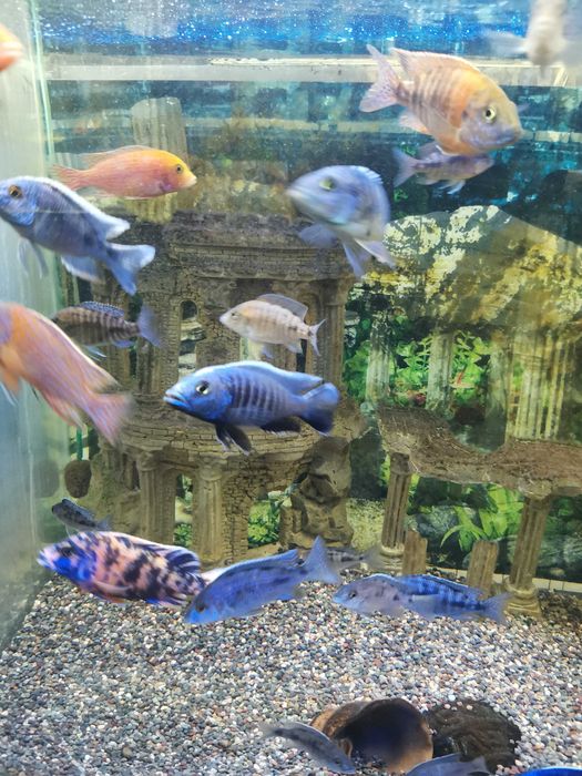 Аквасалон,, Ковчег "цихлиды