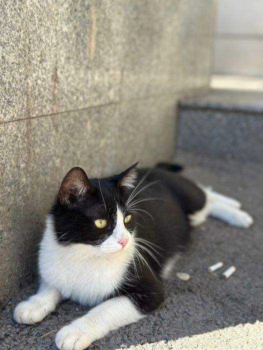 Îmi caut stăpân/ă