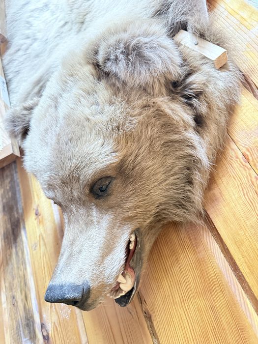 Медведь натуралный