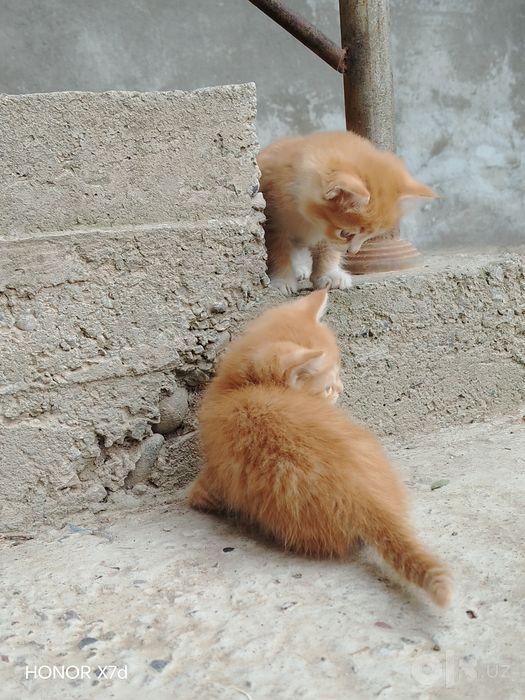 Mushuklar hadya qilinadi
