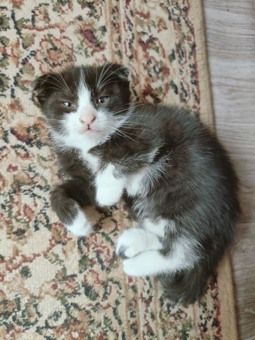 Котята в добрые руки.