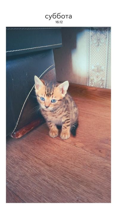 Бенгальские котята