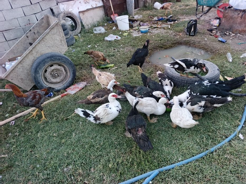 Продам Индаутки курицы