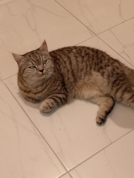 Отдам кошку шотладскую