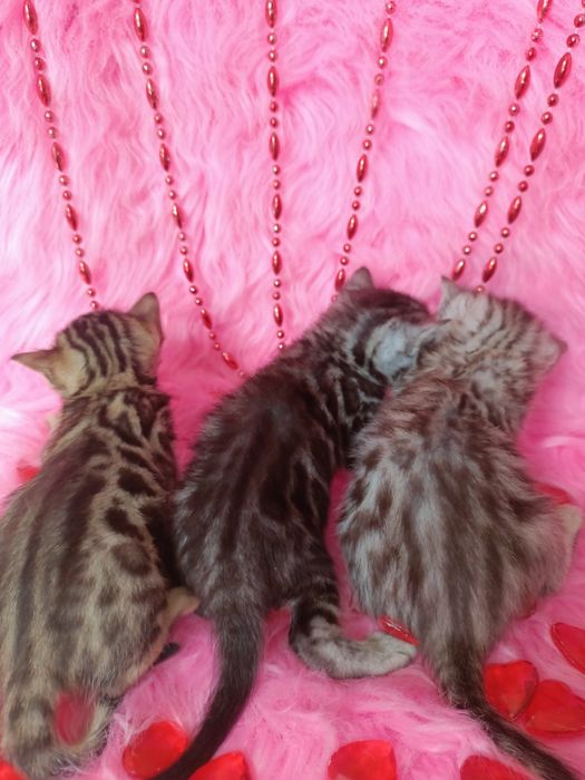 Продам бенгальских котят