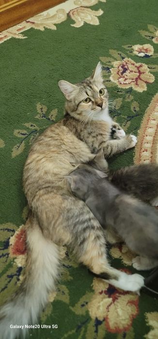 Мушуклар сотилади зотлари skotish fold ва skotish strite