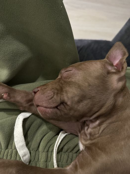 Амстафф девочка, очень милая красивая