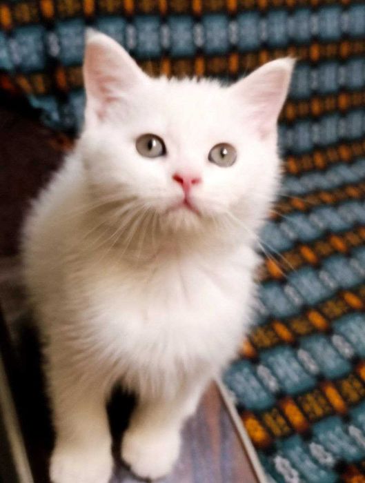 Белые скотиш страйт