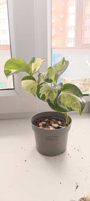 Продам эпипремнум манджулу