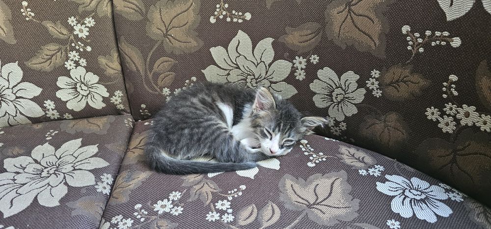 Подарявам котенце