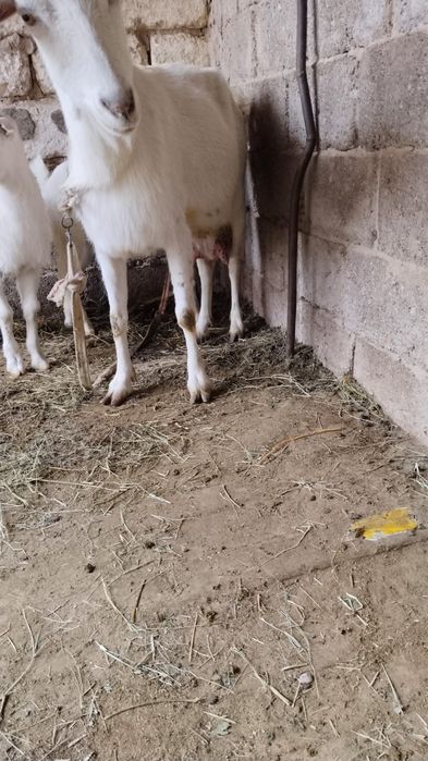 Сау ешкілер сүтті жас