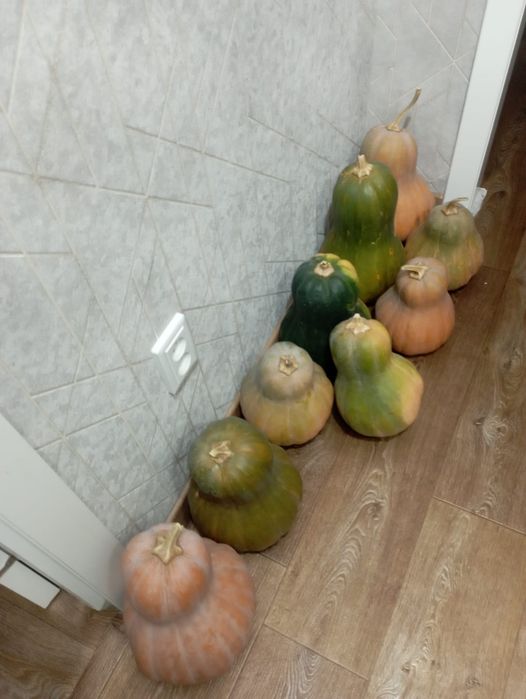 Продам тыкву домашнюю  урожай 2026