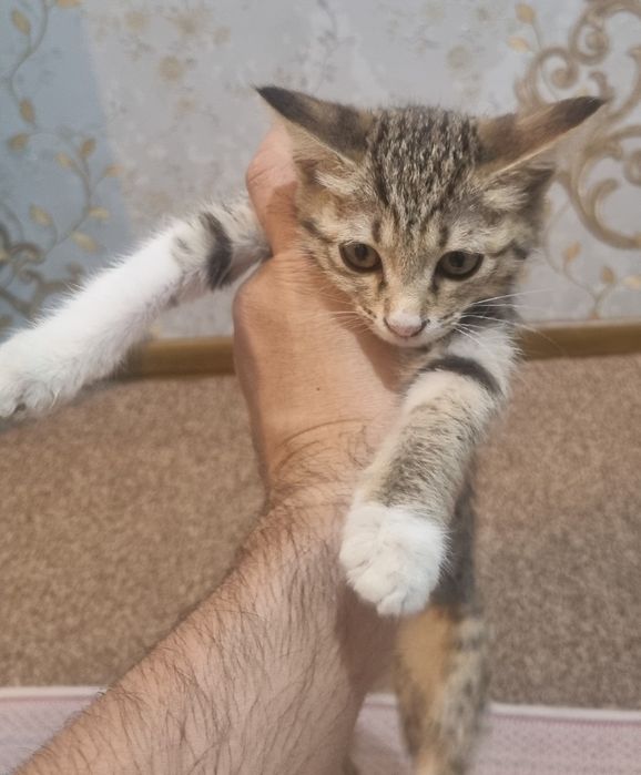 Отдам котят бесплатно