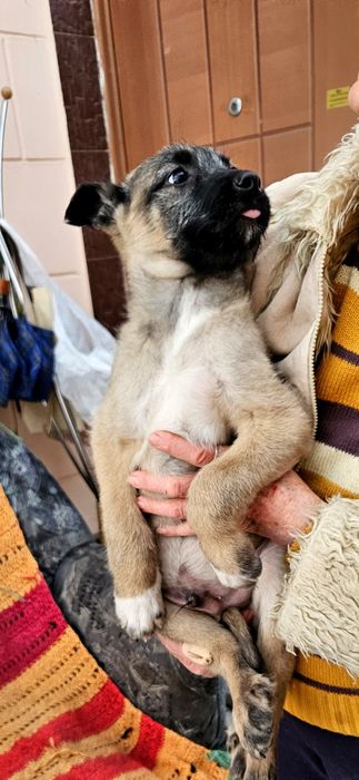 Дворянчики  ищут хозяина!