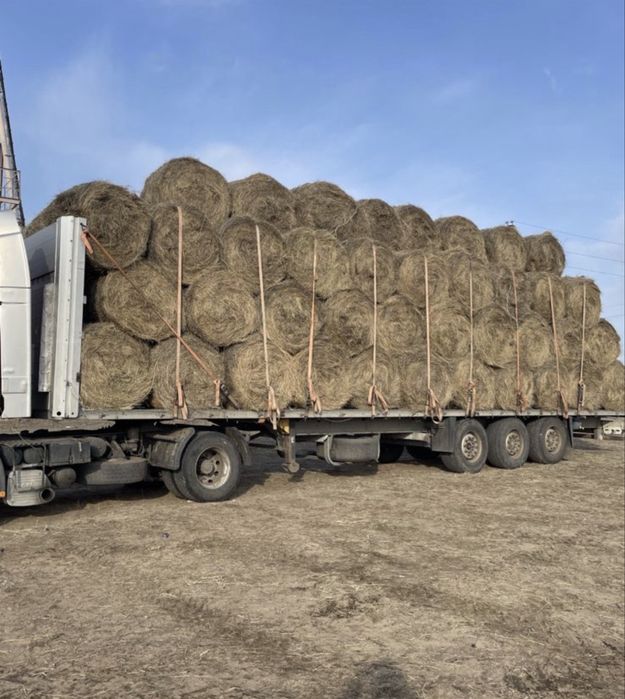 Есть Сено 2024 года