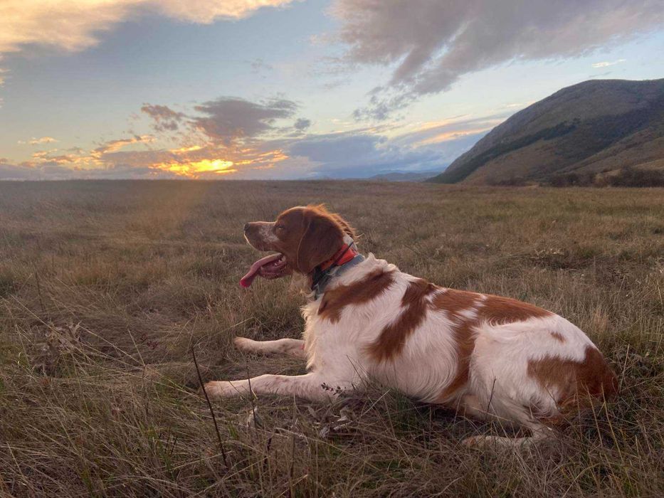 ТЪРСИ СЕ! Изгубено / Откраднато куче край Костинброд