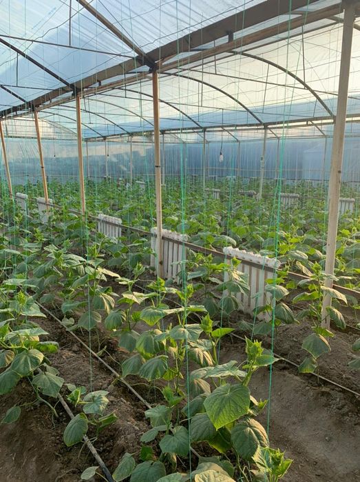 Продаётся бизнес. Теплица