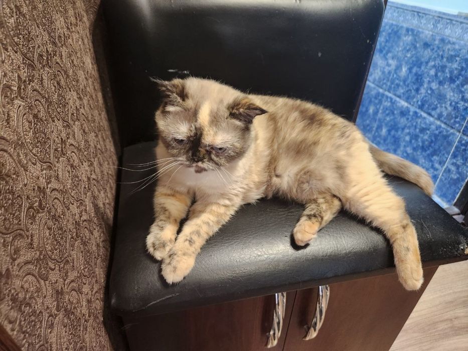 Кошка «персидский экзот»