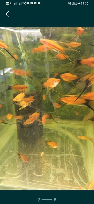 Xipho roșii, ananas etc