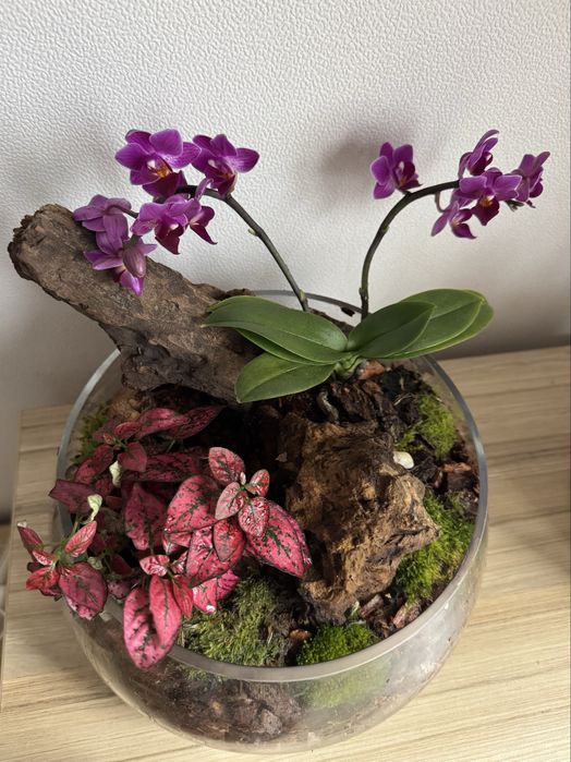 Флорариум с мини орхидея - Идеален подарък