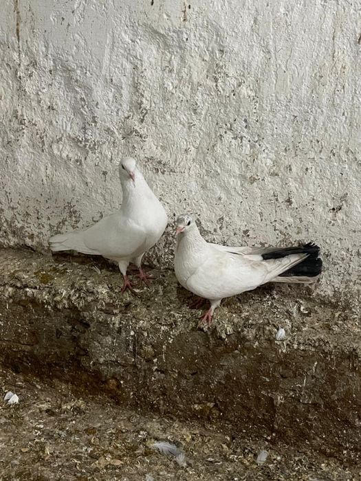 Кептерлер 3000тг