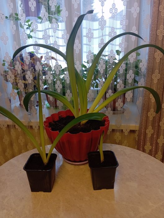 Продам амариллис